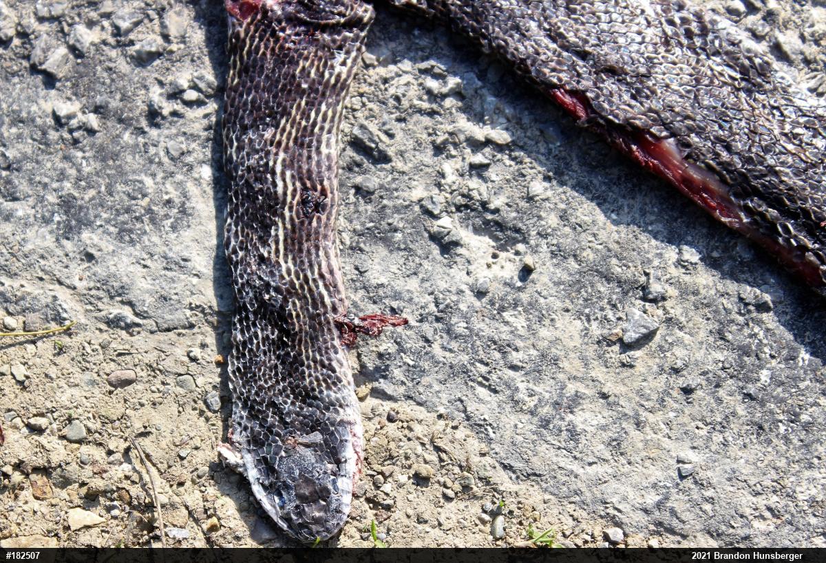 Eastern Ratsnake