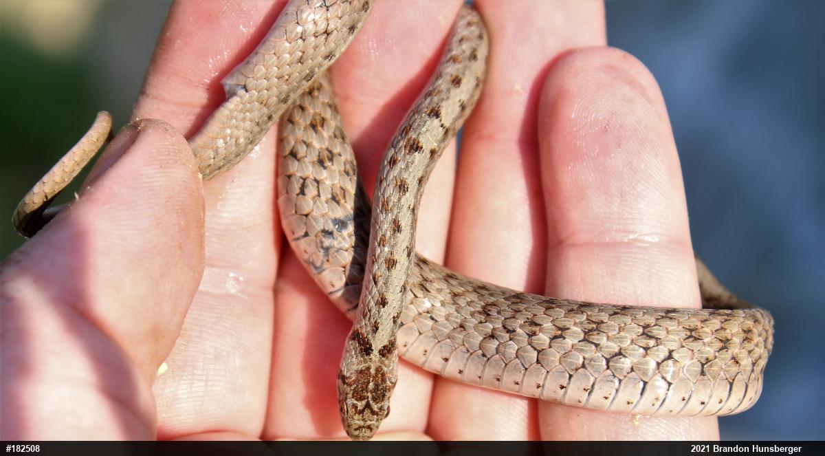 Dekay's Brownsnake