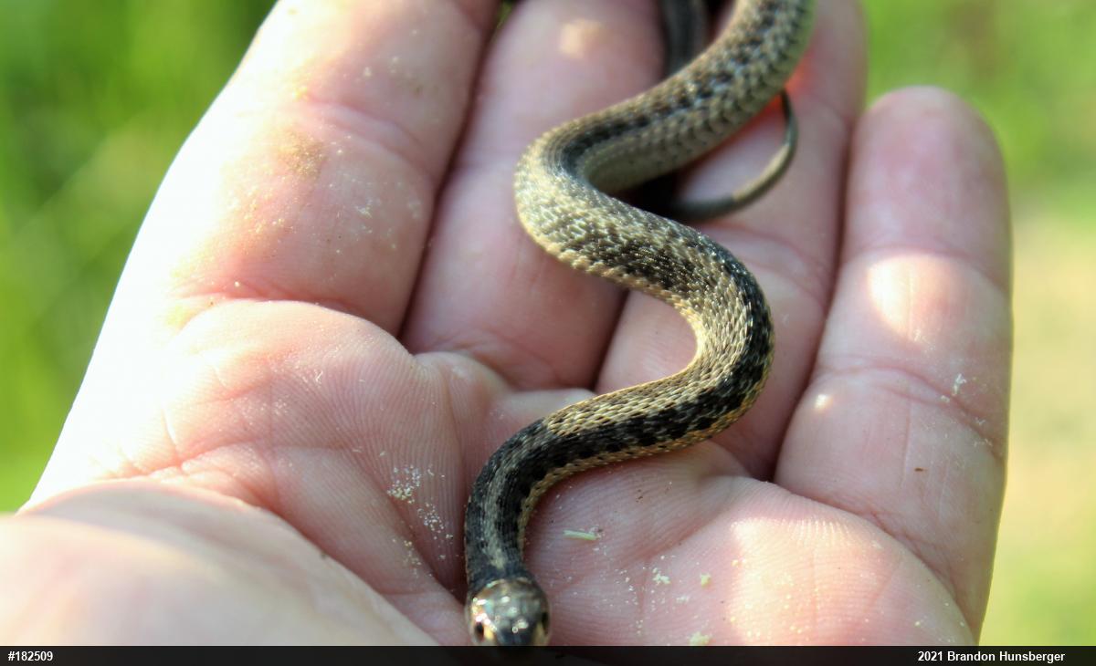 Eastern Gartersnake