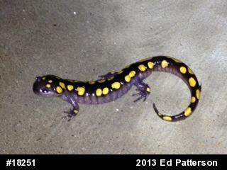 Spotted Salamander