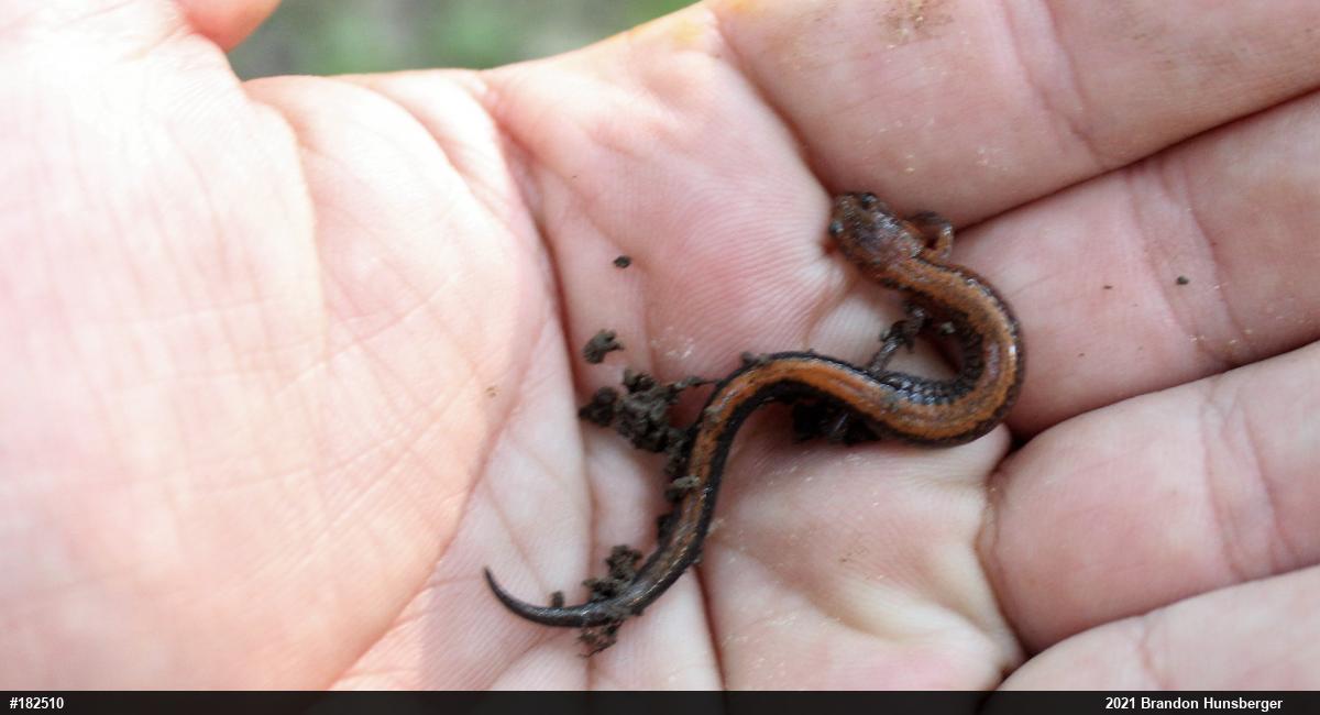 Eastern Red-backed  Salamander