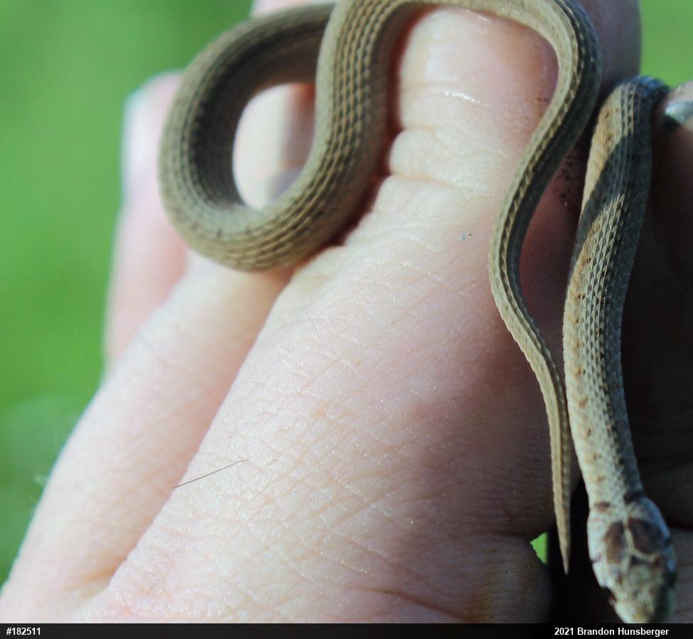 Dekay's Brownsnake