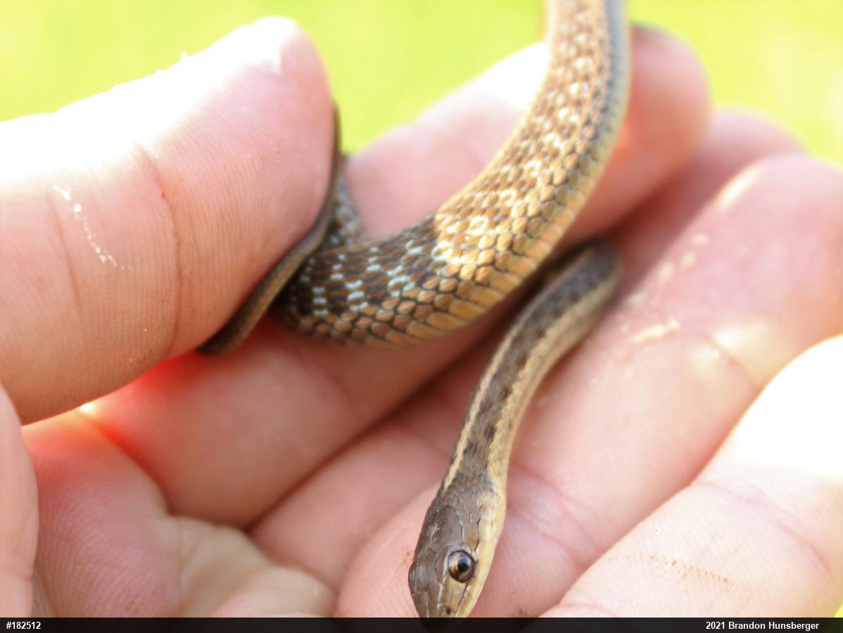 Eastern Gartersnake