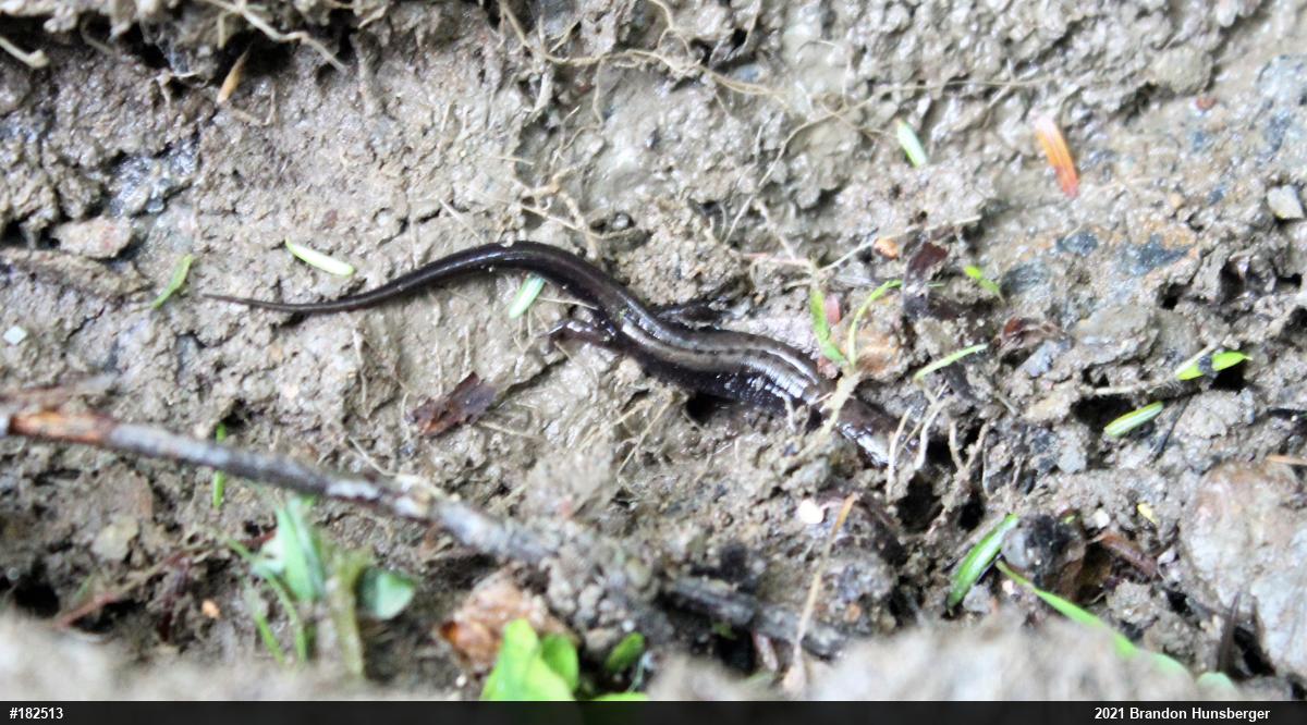 Allegheny Mountain Dusky Salamander