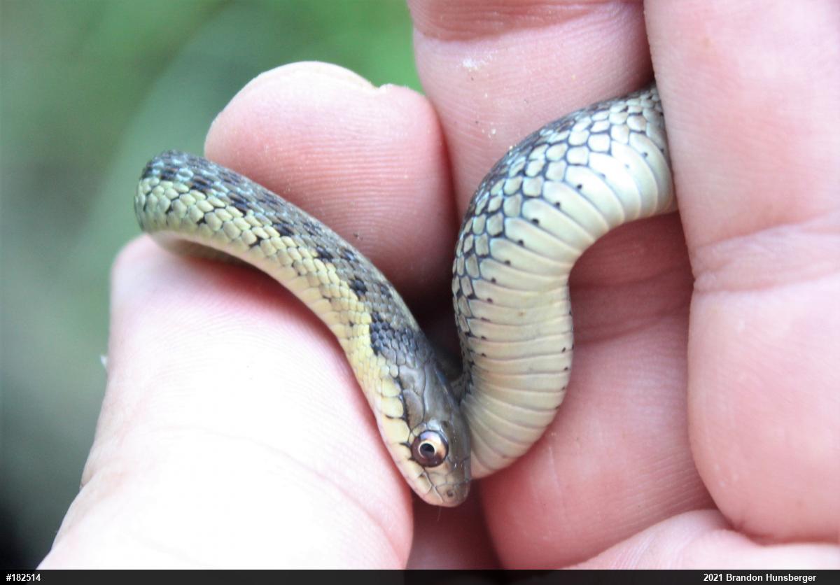 Eastern Gartersnake