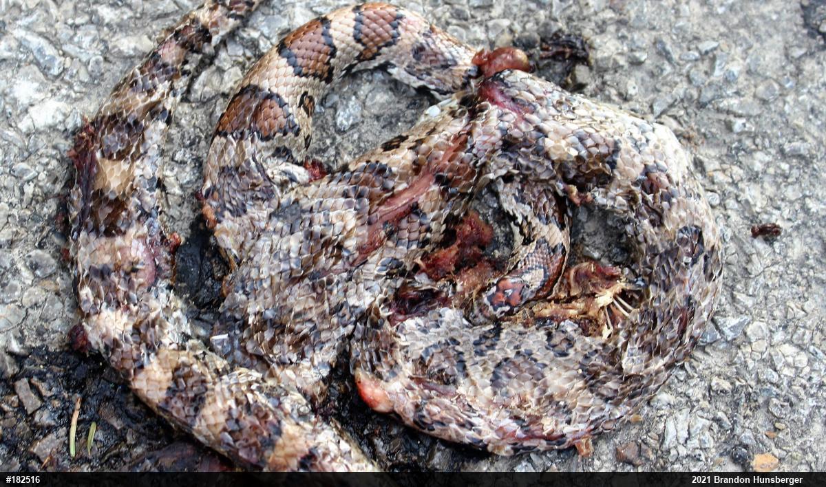Eastern Milksnake