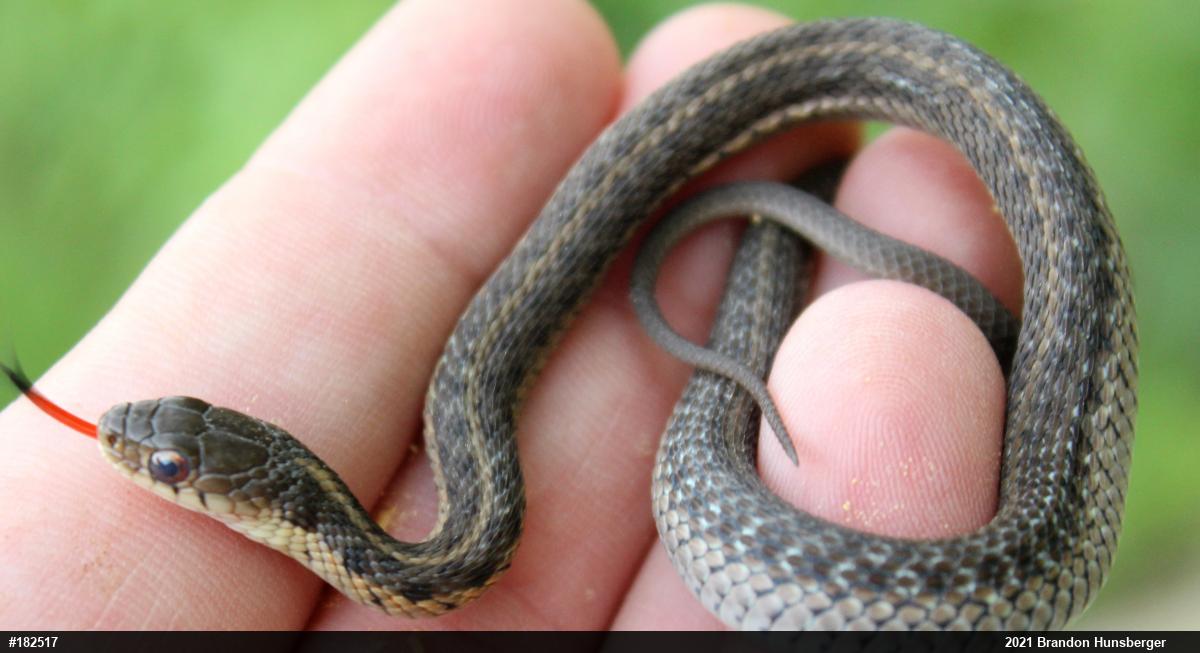 Eastern Gartersnake