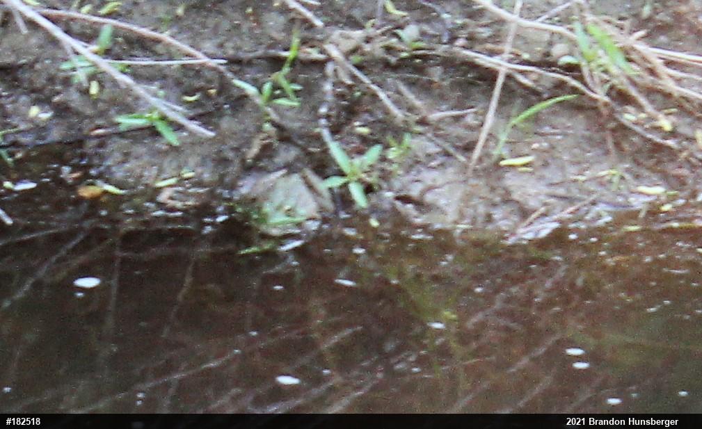 Green Frog