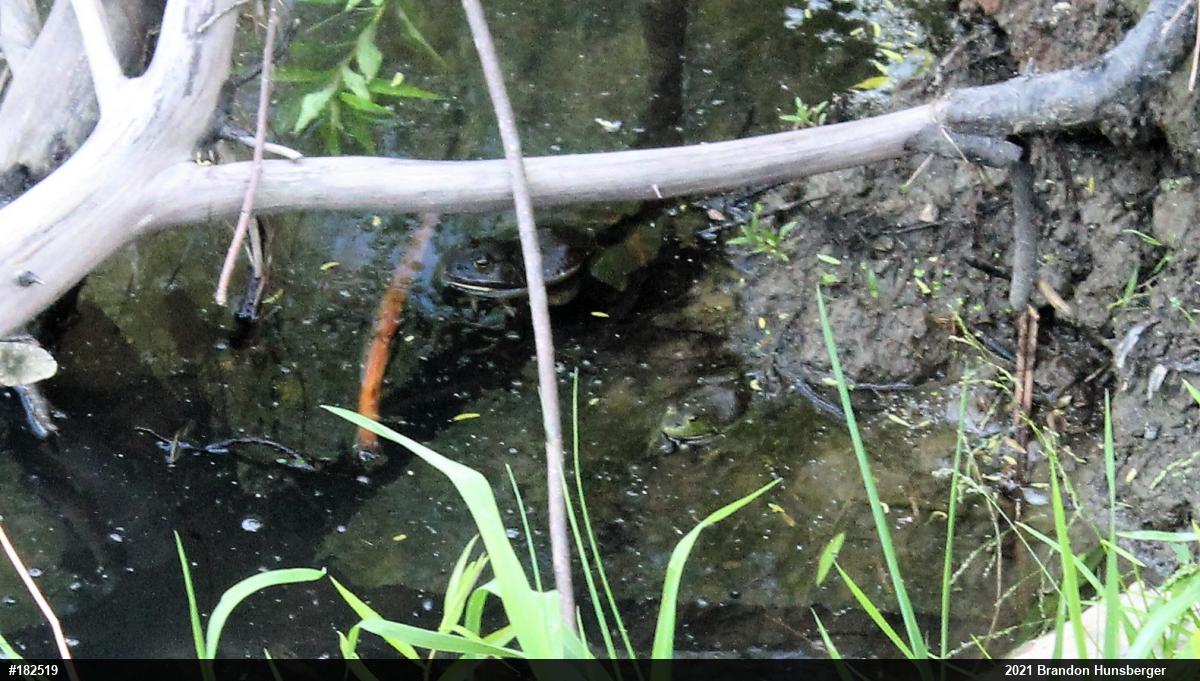 American Bullfrog