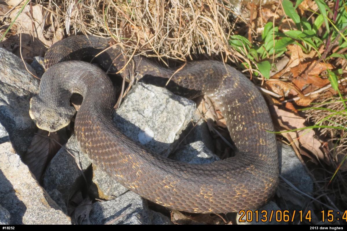 Eastern Hog-nosed Snake