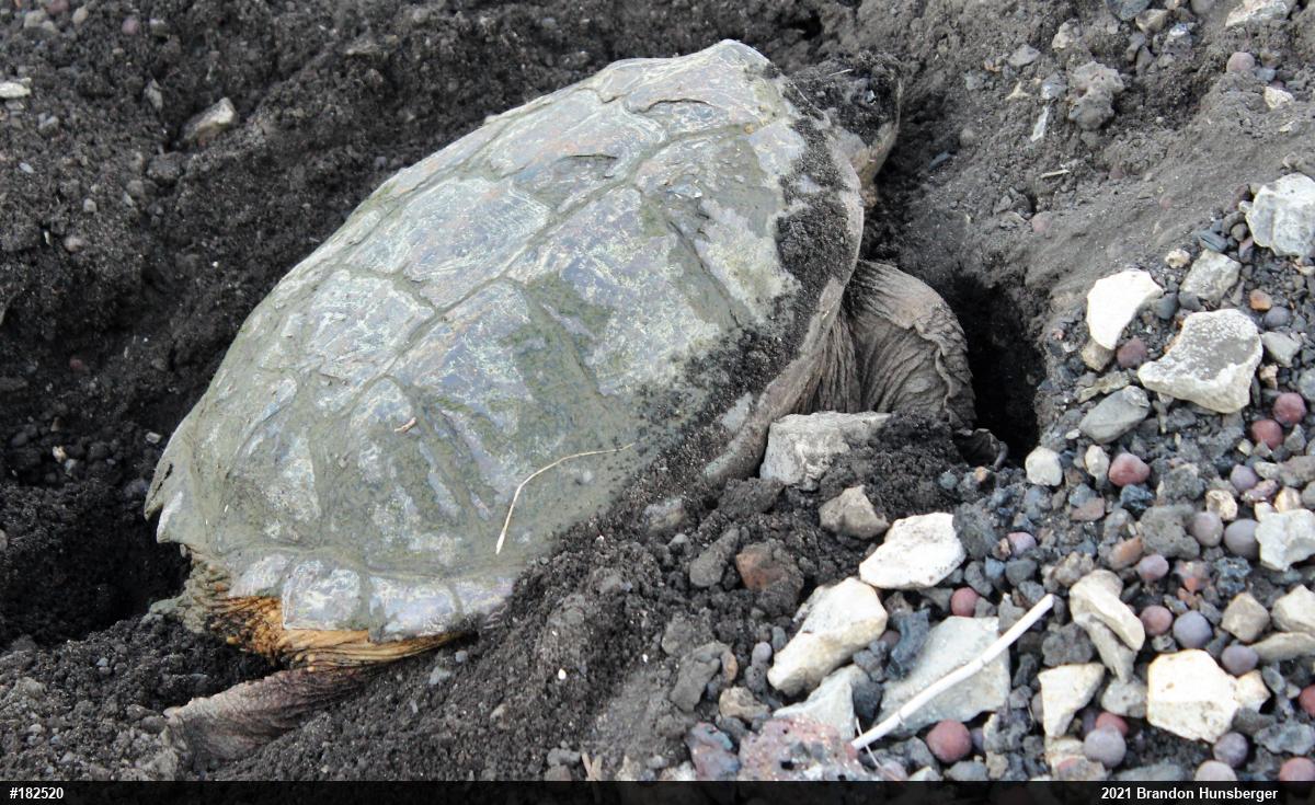 Snapping Turtle