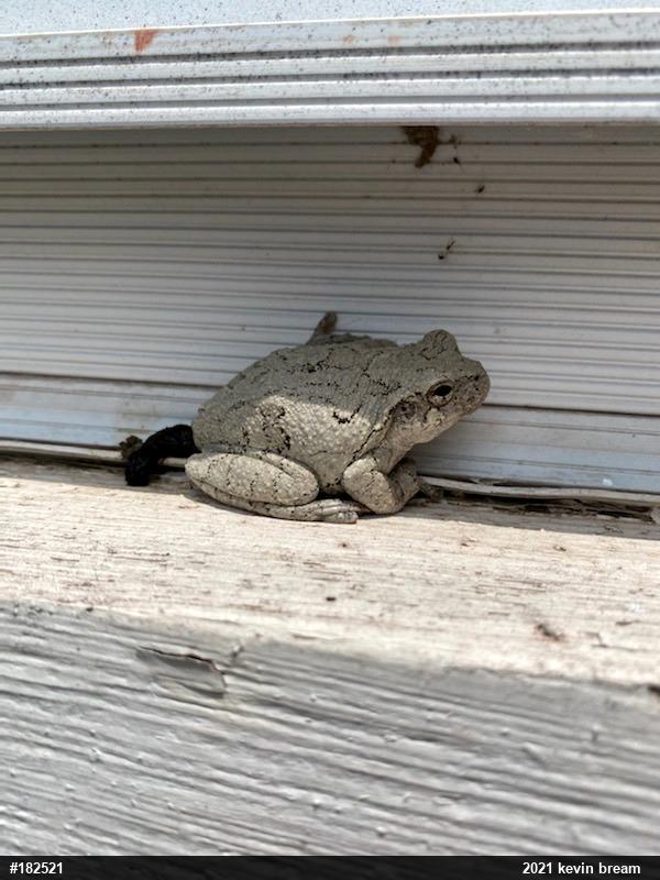 Unknown Gray Treefrog