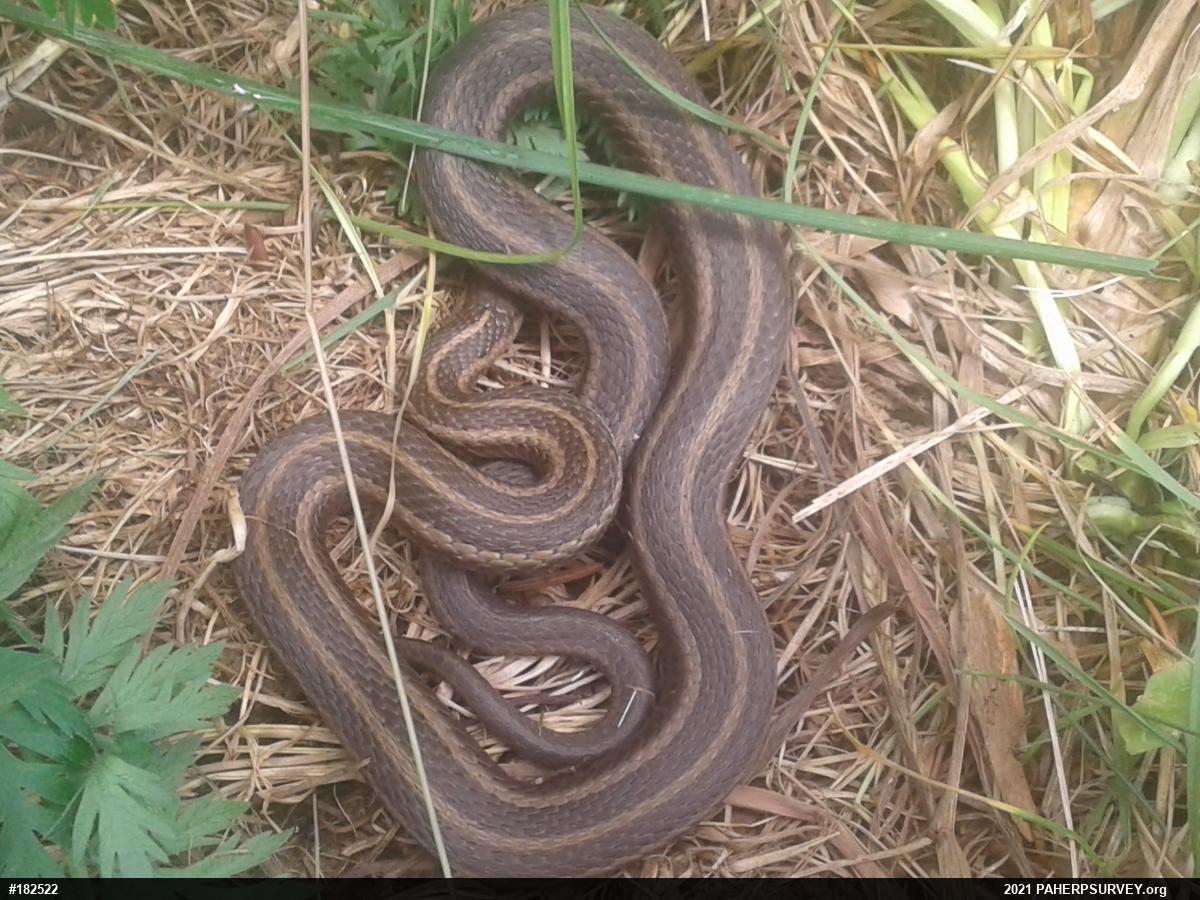 Shorthead Gartersnake