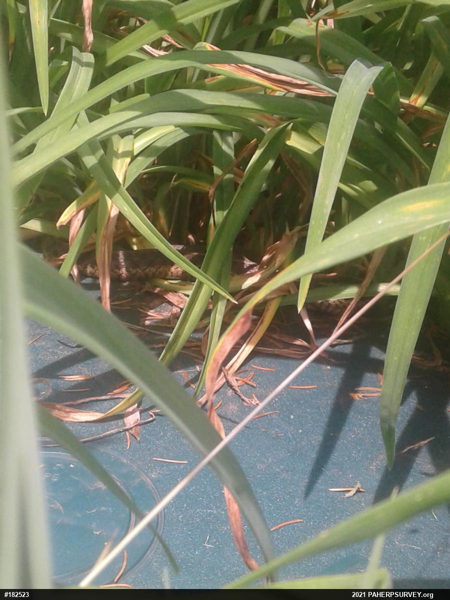 Eastern Gartersnake
