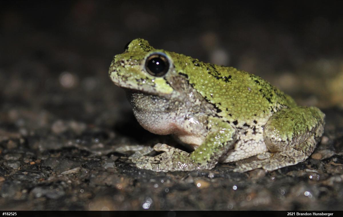 Unknown Gray Treefrog