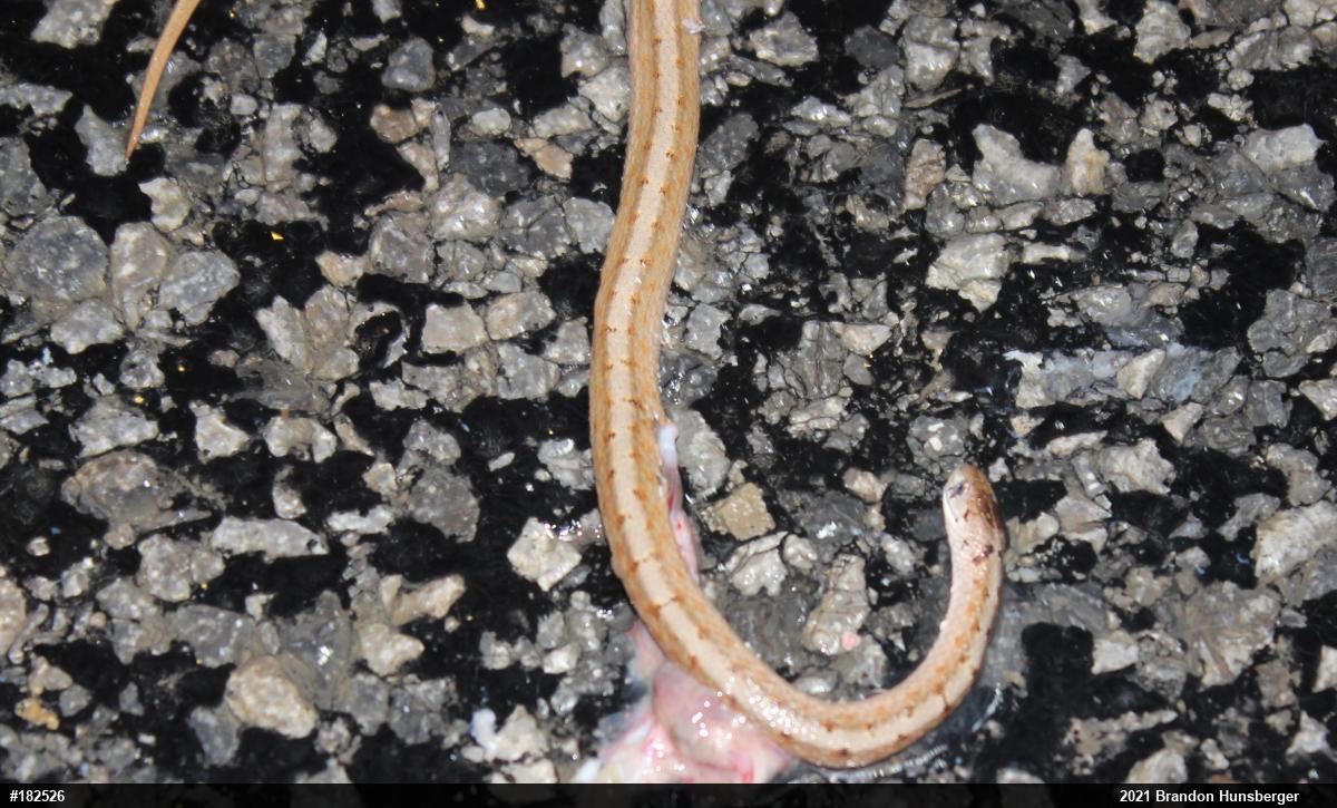 Dekay's Brownsnake