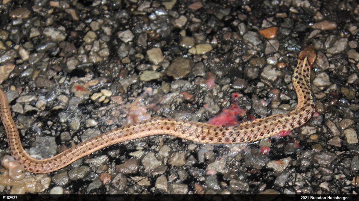 Eastern Gartersnake