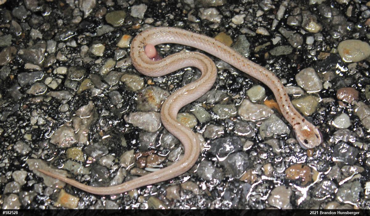 Dekay's Brownsnake