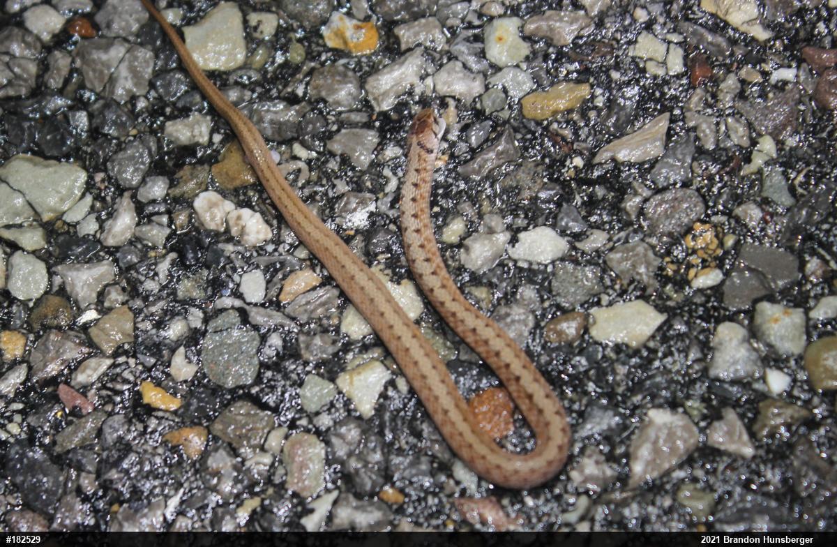 Dekay's Brownsnake