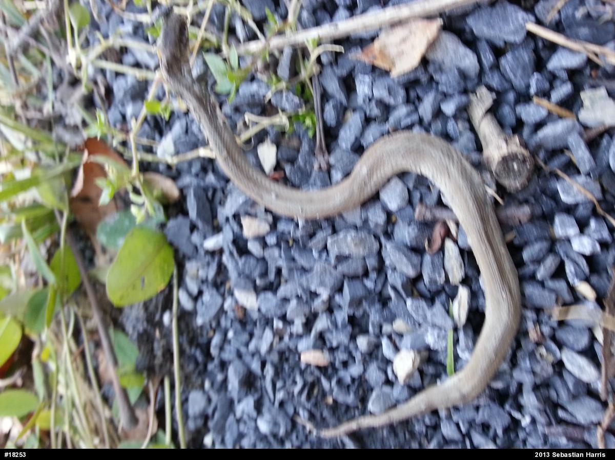 Dekay's Brownsnake