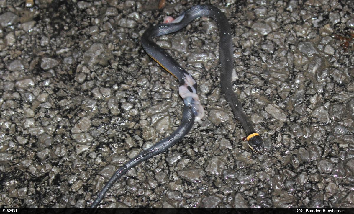 Northern Ring-necked Snake