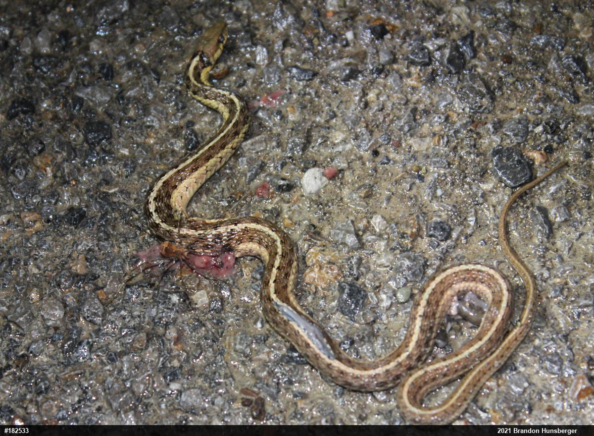 Eastern Gartersnake