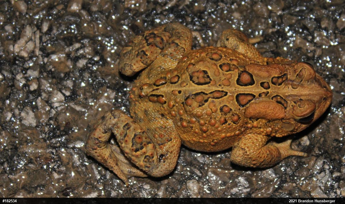 Eastern American Toad