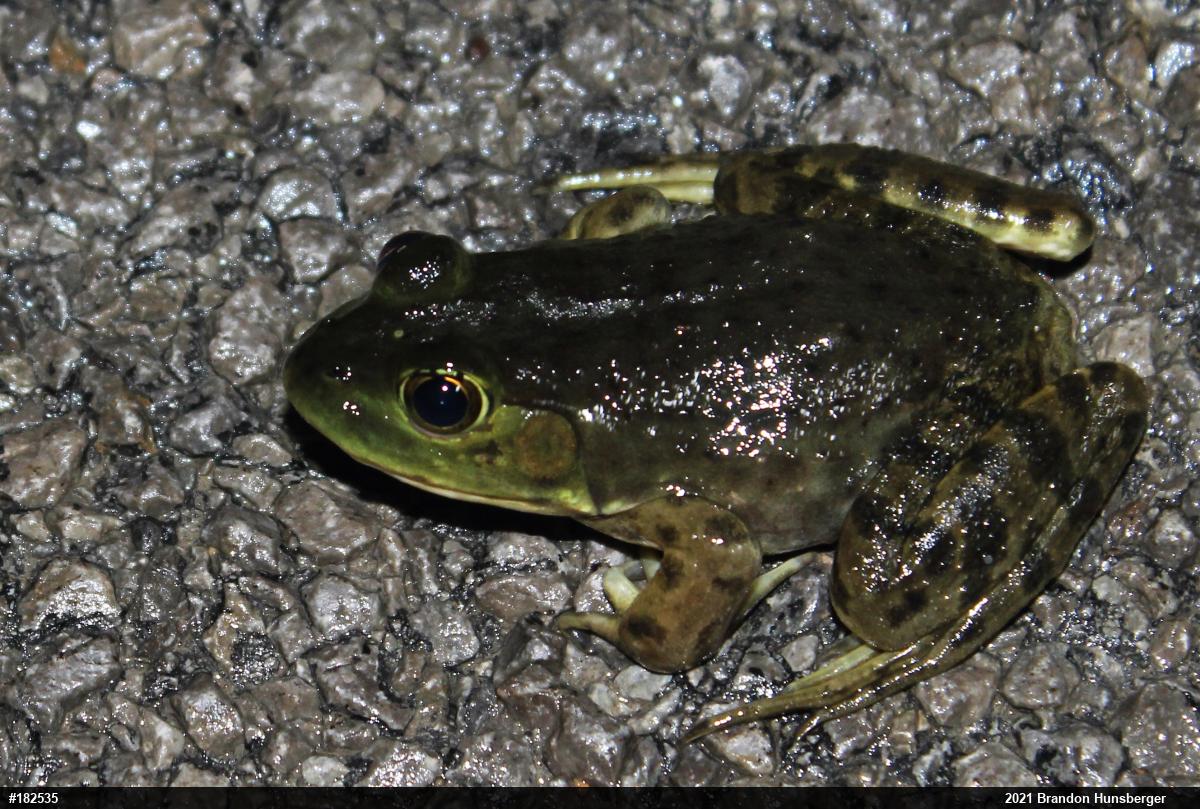 American Bullfrog