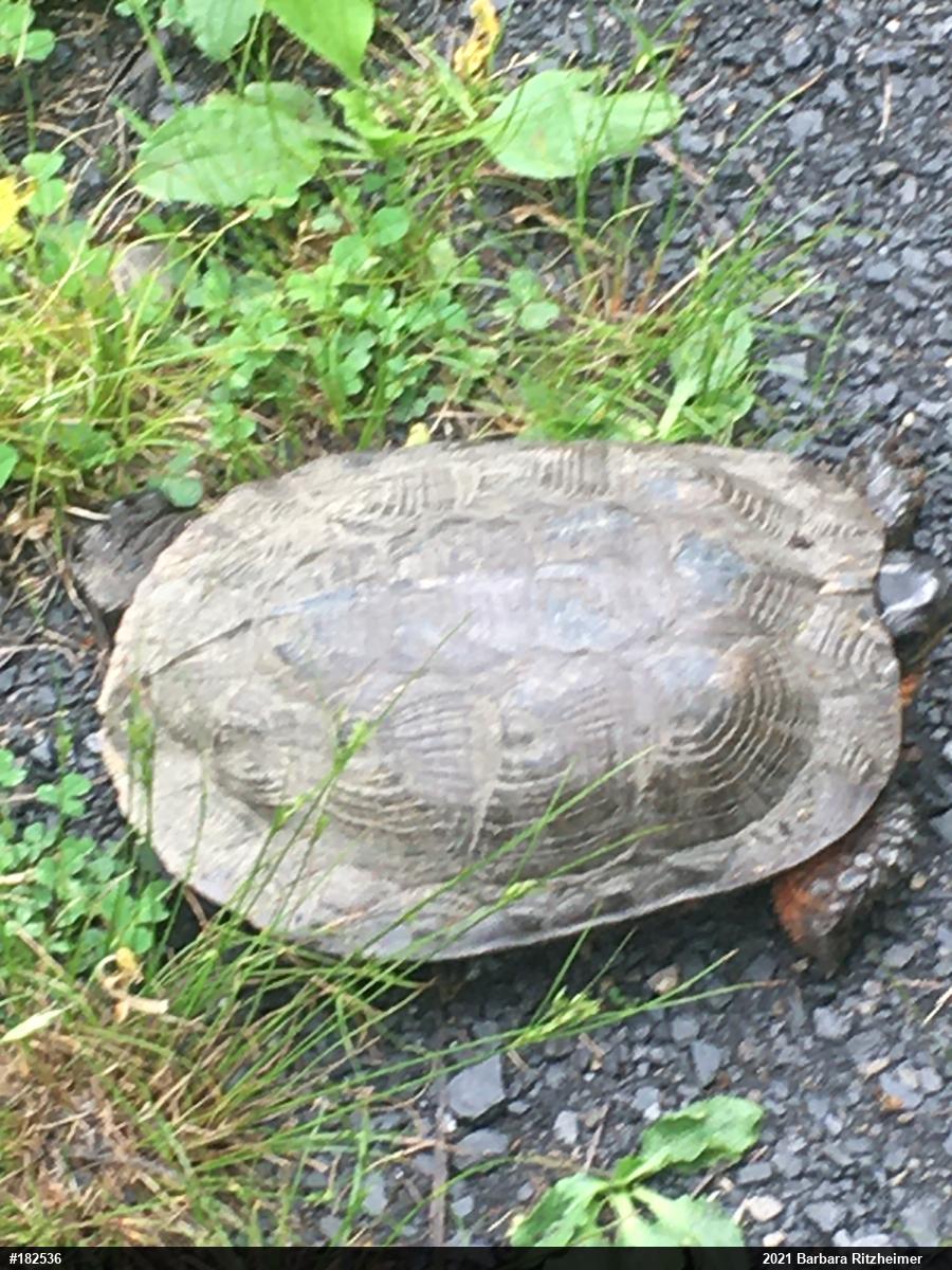 Wood Turtle