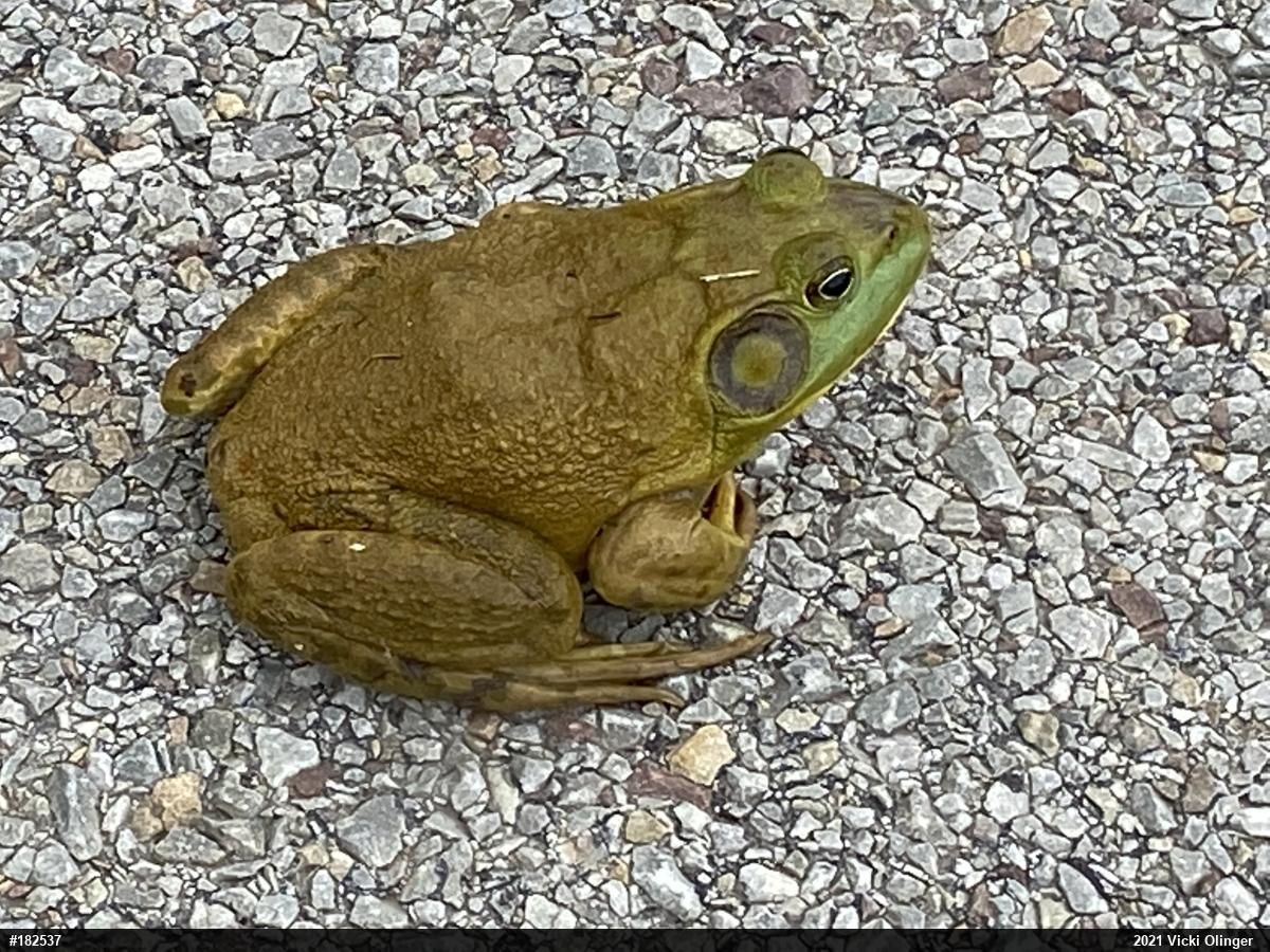 American Bullfrog