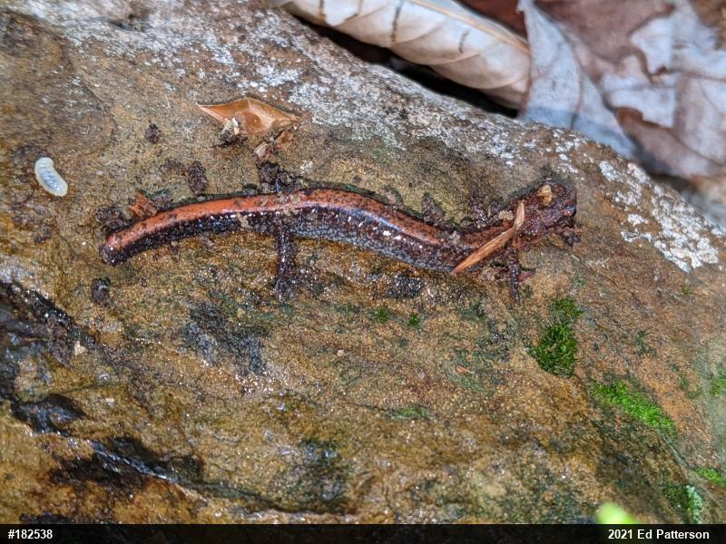 Eastern Red-backed  Salamander