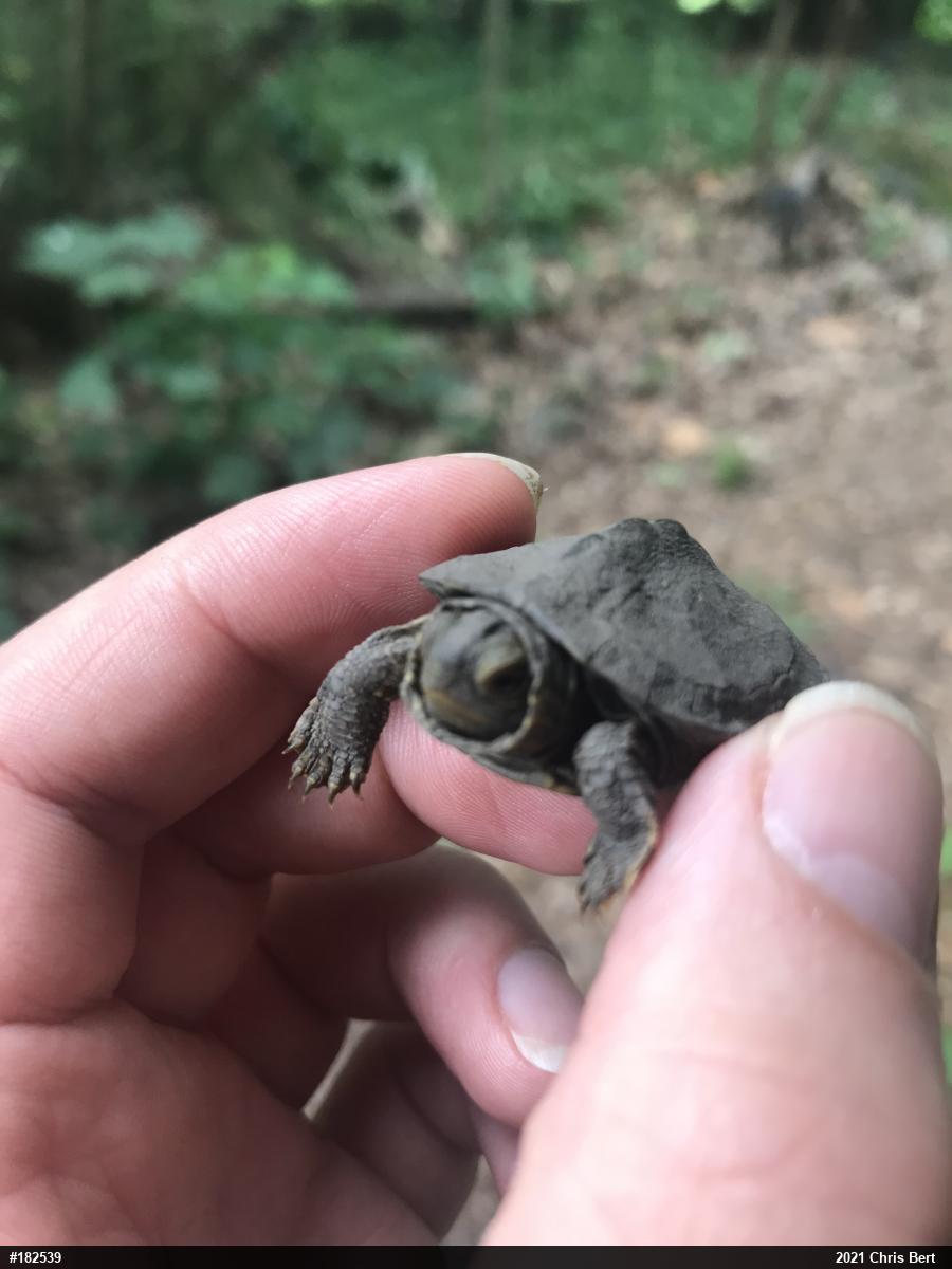 Northern Map Turtle