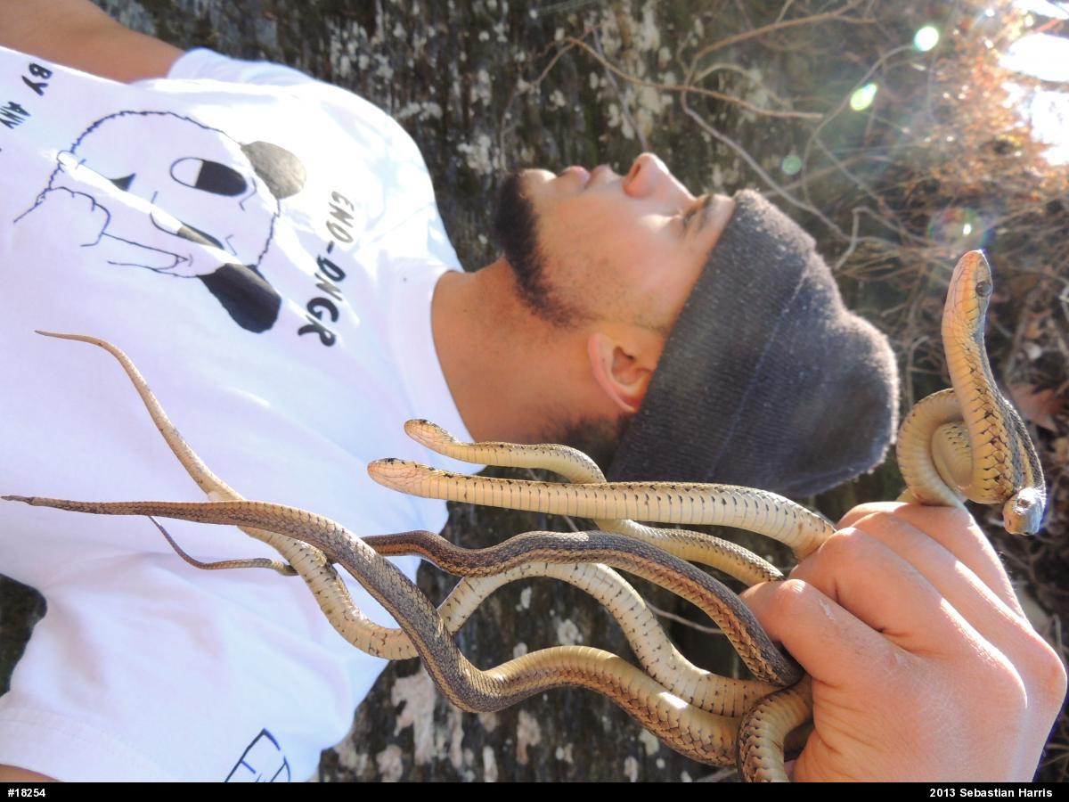 Eastern Gartersnake