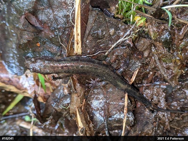 Allegheny Mountain Dusky Salamander