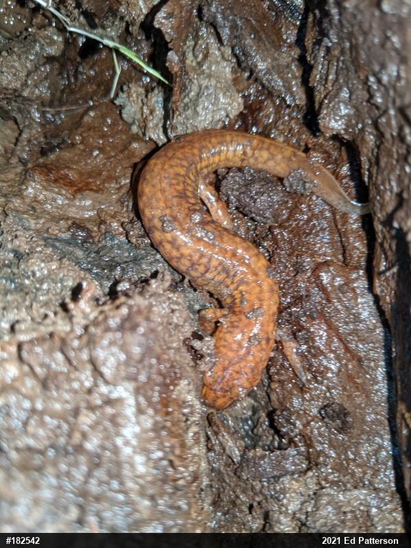 Northern Spring Salamander