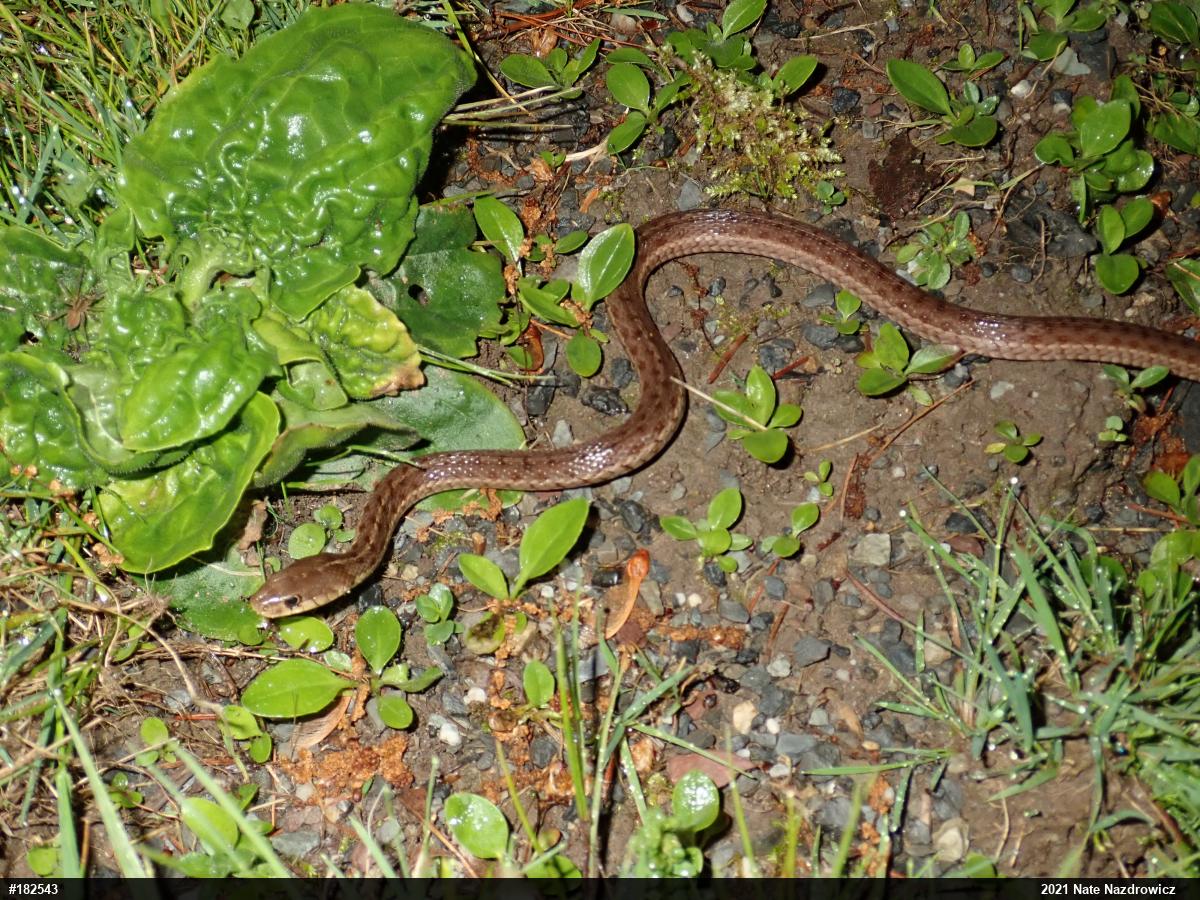 Eastern Gartersnake