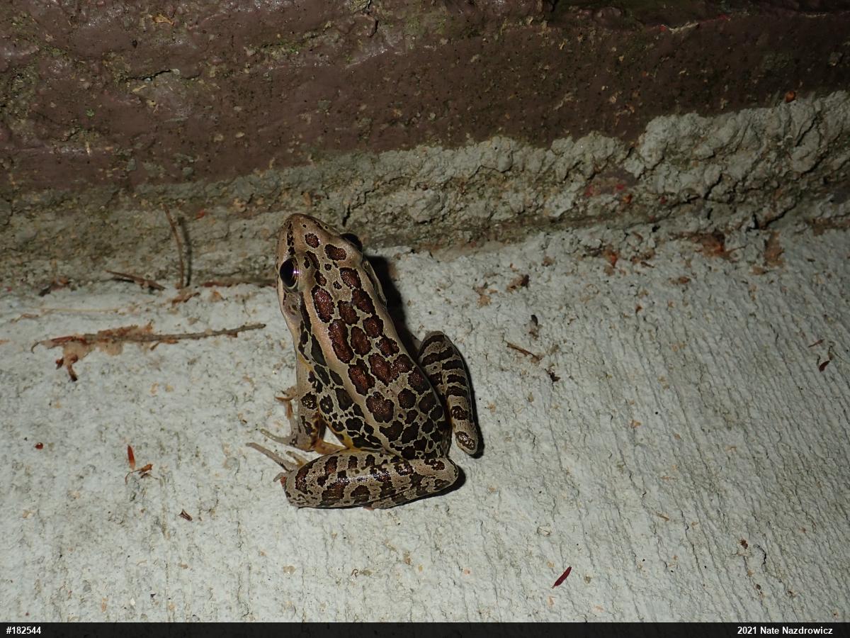 Pickerel Frog