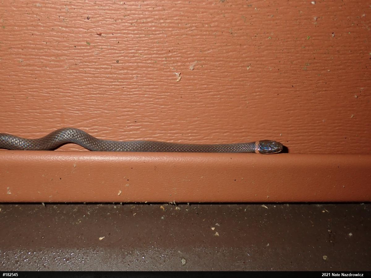 Northern Ring-necked Snake
