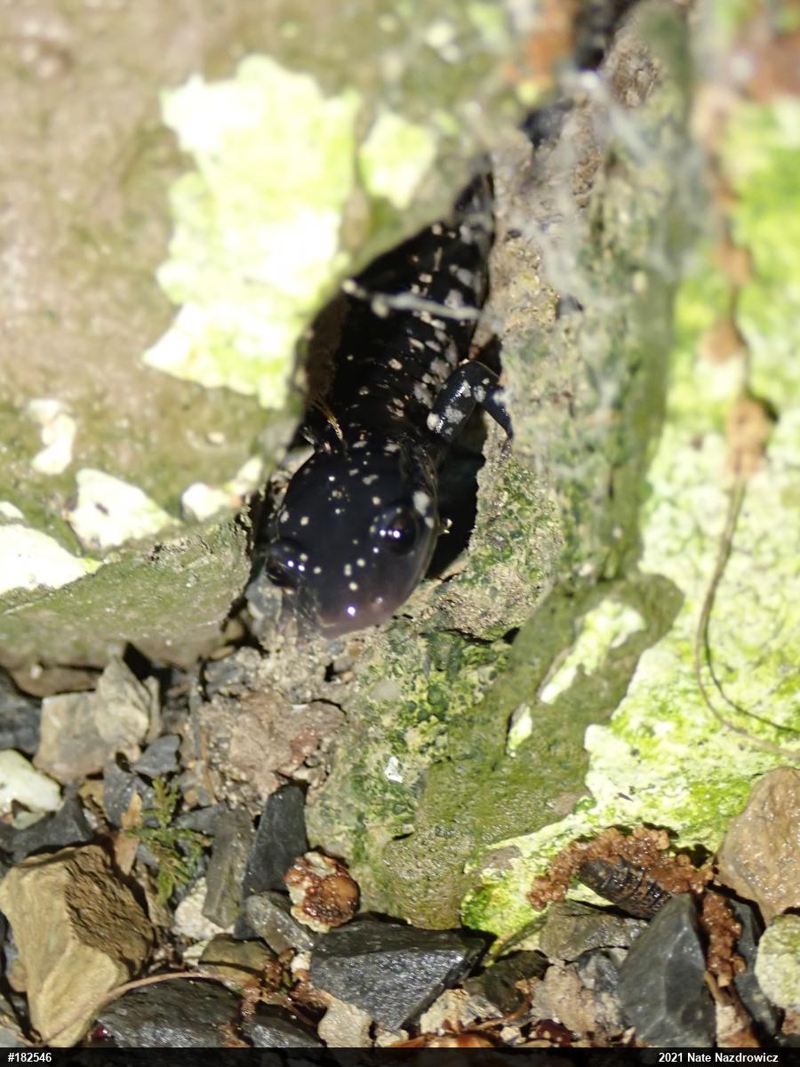Northern Slimy Salamander