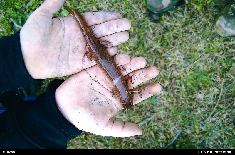 Northern Spring Salamander