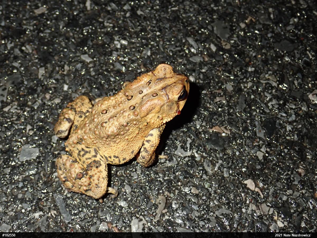 Eastern American Toad