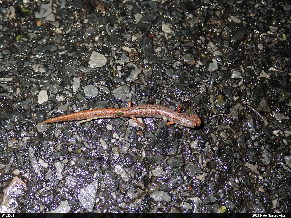 Four-toed Salamander