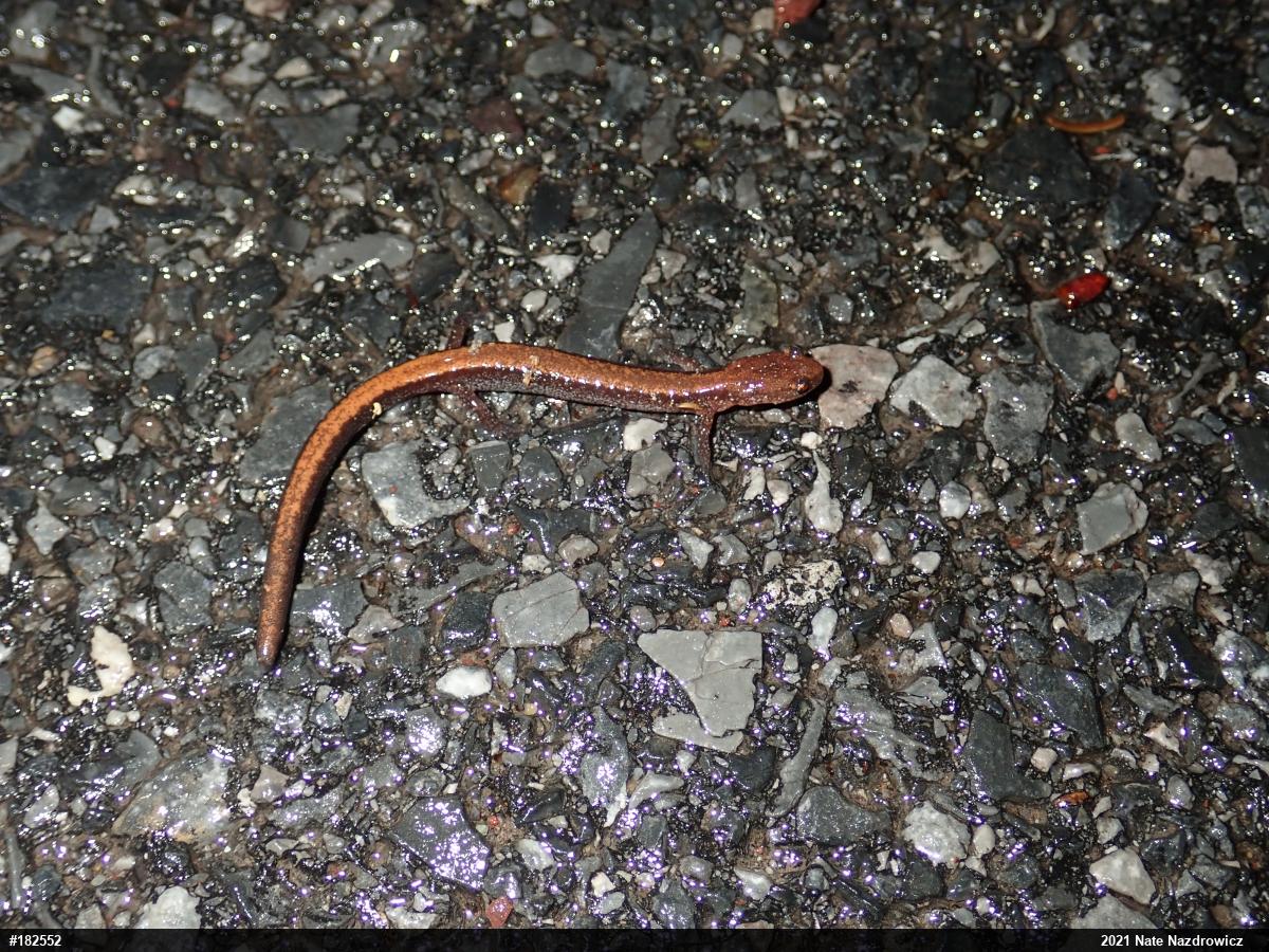 Eastern Red-backed  Salamander