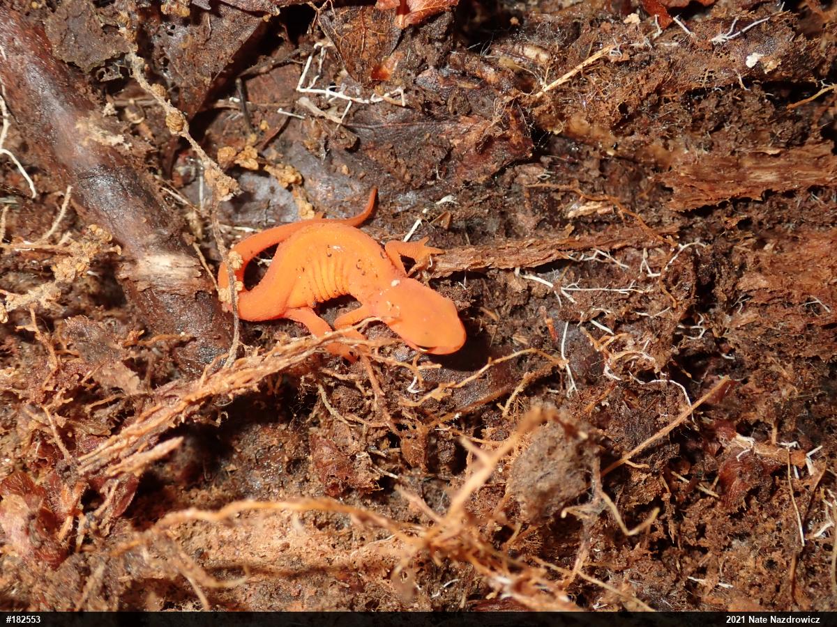 Red-spotted Newt