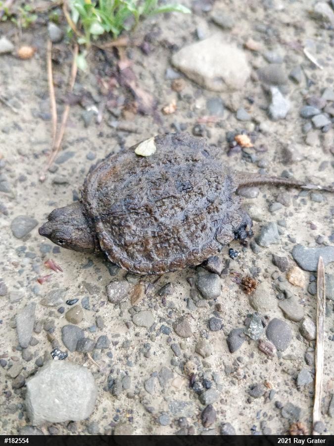 Snapping Turtle