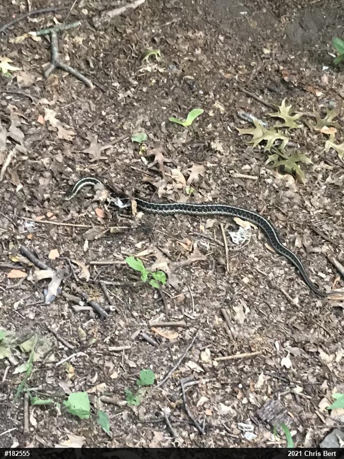 Eastern Gartersnake