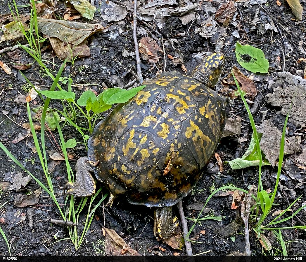 Eastern Box Turtle