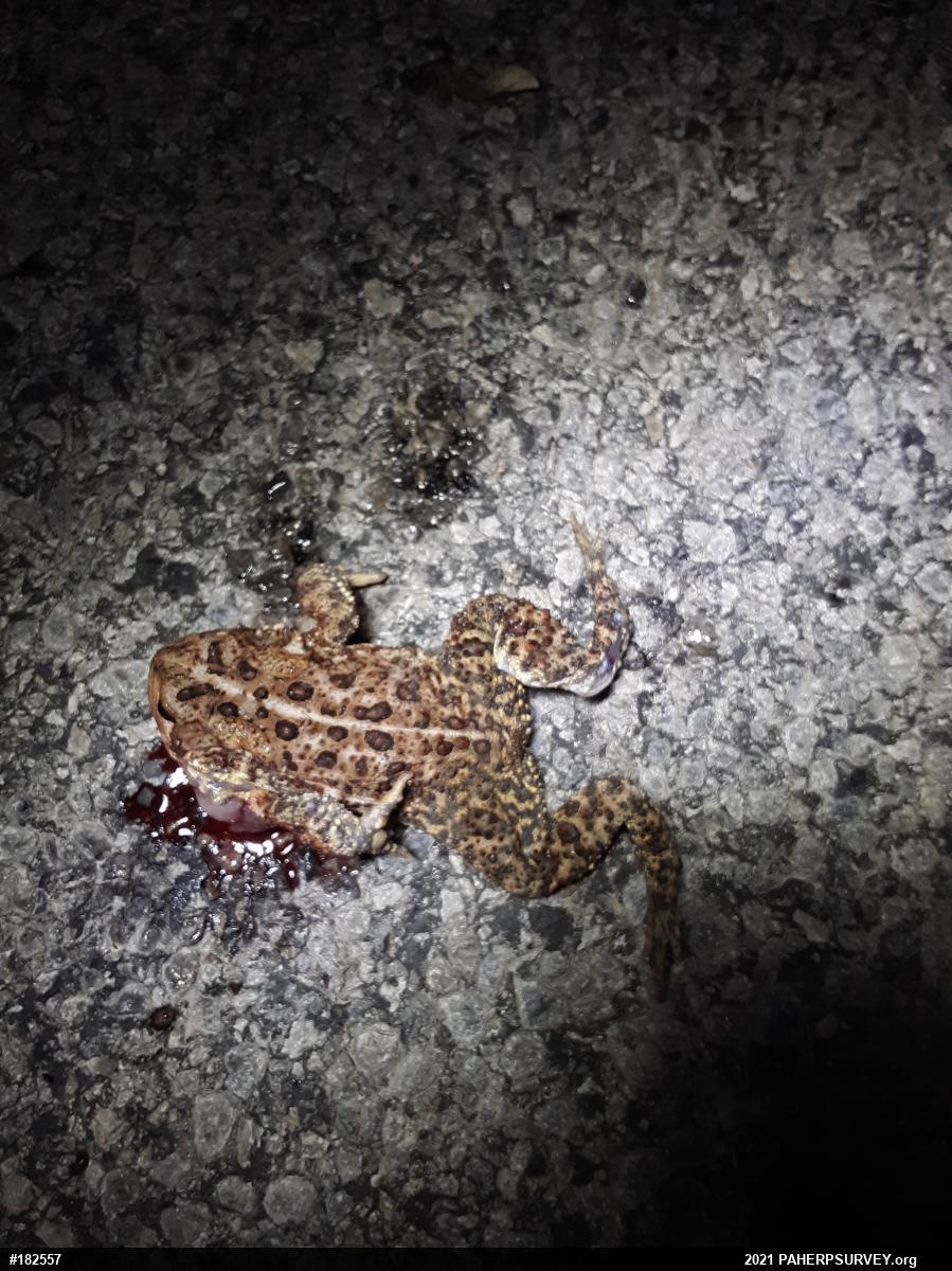 Eastern American Toad