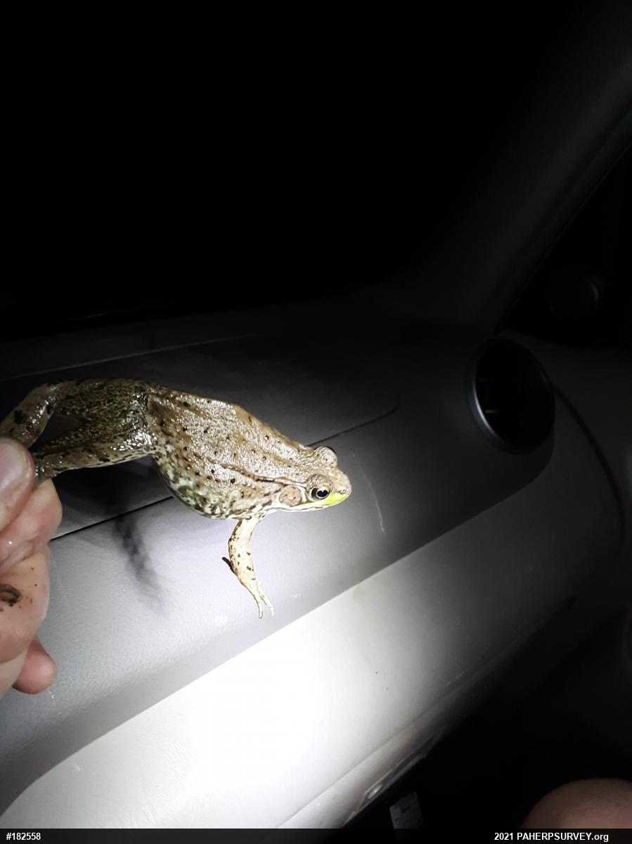 Green Frog