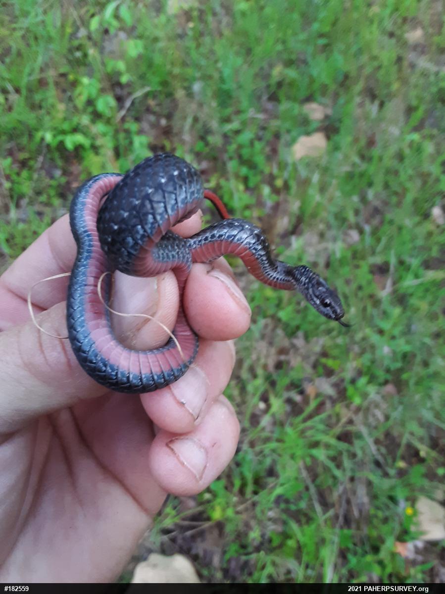 Red-bellied Snake
